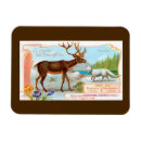 Recherche de renard vintage vœux cartes Animaux