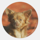 Recherche de headshot autocollants Photographe canin