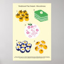 Recherche de thaïlandais posters Nourriture