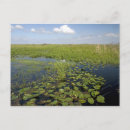 Recherche de america cartes postales Florida