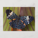 Recherche de papillons tropicaux cartes postales Faune