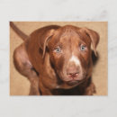 Recherche de chien pitbull cartes postales Mignon