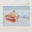 Recherche de coquilles de conque cartes postales Vagues