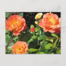 Recherche de rosier cartes postales Floral