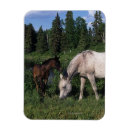 Recherche de poulain magnets Cheval