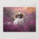 Recherche de pékinois cartes postales Mignon