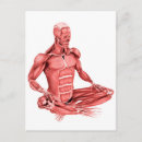 Recherche de système musculaire cartes postales Dessin