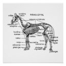 Recherche de squelette cheval posters Crâne