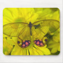 Recherche de papillons tapis souris Plante