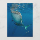 Recherche de papouasie cartes postales Superstock