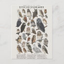 Recherche de rapace cartes postales Chouette