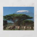 Recherche de zoo cartes postales Safari