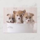 Recherche de corgi cartes postales Mignon