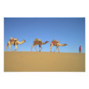 Recherche de de chameau posters Désert