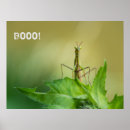 Recherche de mante posters Vert
