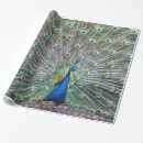 Recherche de plume paon papier cadeau Beau
