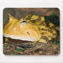 Recherche de brésiliens tapis souris Grenouille à cornes