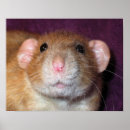 Recherche de dumbo posters Mignon