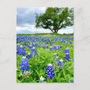 Recherche de joli fleur sauvage cartes postales Printemps