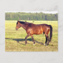 Recherche de cheval de baie cartes postales Pâturage