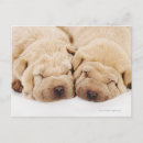Recherche de shar pei cartes postales Animal