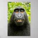 Recherche de singe souriant posters Animaux drôles