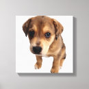 Recherche de chien brun posters Carré
