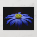 Recherche de gerberas cartes postales Marguerie