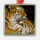 Recherche de zoo ornements Chat