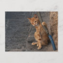 Recherche de chat grec cartes postales Mignon