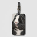 Recherche de le lapin blanc photographie Mignon