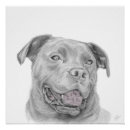 Recherche de pitbull américain posters Terrier