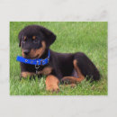 Recherche de rottweiler drôle cartes postales Chiot
