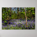 Recherche de jacinthe des bois posters Forêt