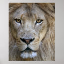 Recherche de captifs posters Animal