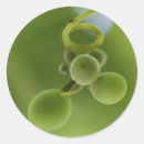 Recherche de raisins verts autocollants Vigne