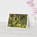 Recherche de oreilles de lapin cartes postales Plante