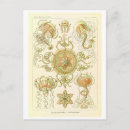 Recherche de haeckel cartes postales Antique