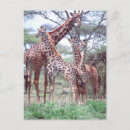 Recherche de troupeau cartes postales Animal