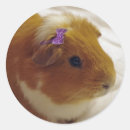 Recherche de cobaye autocollants Mignon