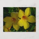 Recherche de renoncule cartes postales Jaune