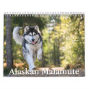 Recherche de malamute Canine