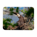 Recherche de nid magnets Animal