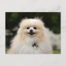 Recherche de spitz nain cartes postales Assis