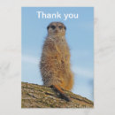 Recherche de suricate vœux cartes Animal