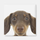 Recherche de chien teckel magnets Mammifère