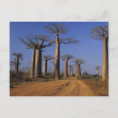 Recherche de avenue cartes postales Nature
