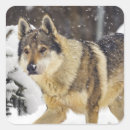 Recherche de loup gris autocollants Animal sauvage