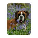 Recherche de jacinthes magnets Chien