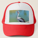 Recherche de pélicans casquettes Faune